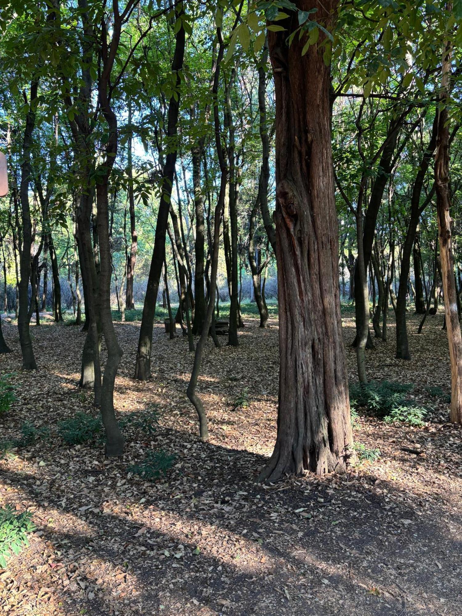 Villa Coyoacan 墨西哥城 外观 照片