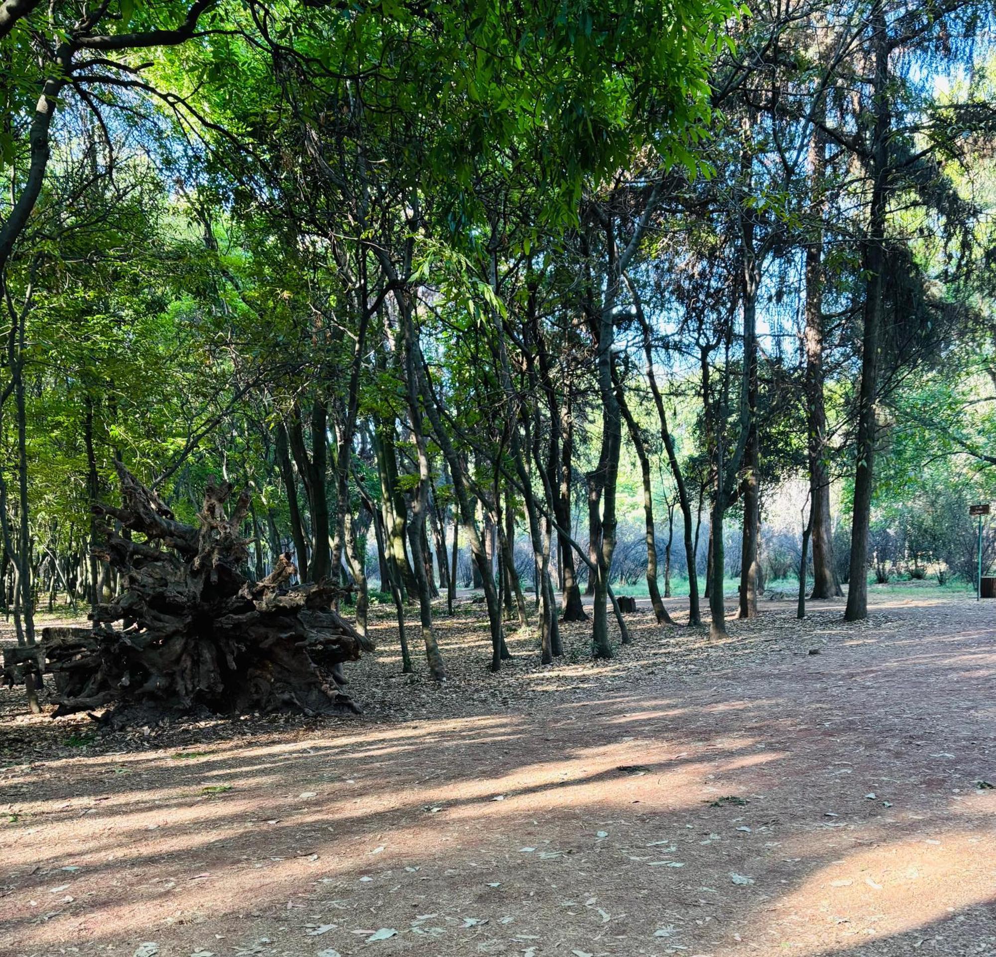 Villa Coyoacan 墨西哥城 外观 照片